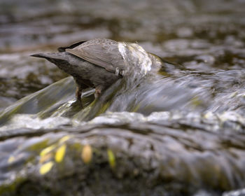 Close-up of bird on rock