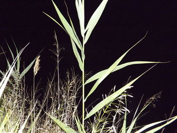 Low angle view of plants at night