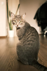 A adult gray cat seets on the floor in an apartment against a background of green indoor flowers. 