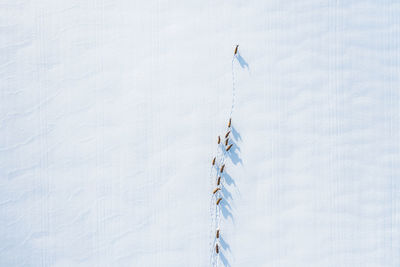 Deers photos made from drone in the largest forest 