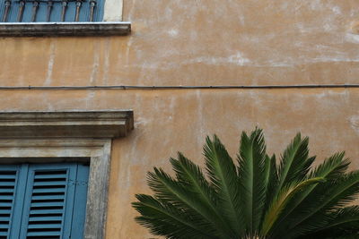 Low angle view of palm tree against building