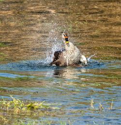 Ducks swimming in lake