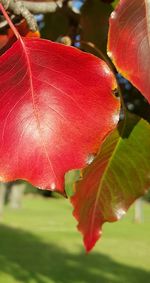 Close-up of red leaves