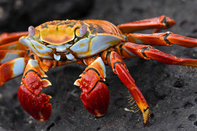 Close-up of crab