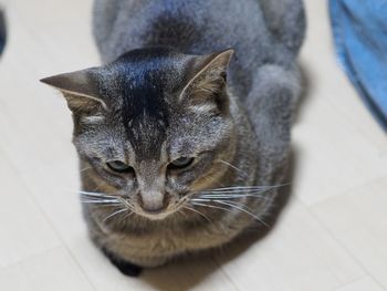 Close-up portrait of cat
