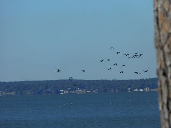 Birds flying over sea against sky