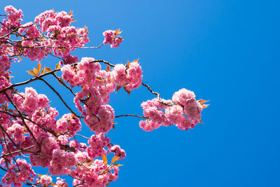 Low angle view of pink flowers against clear blue sky