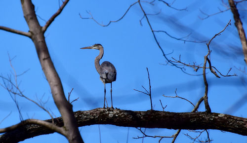 Low angle view of blue heron perching on bare tree