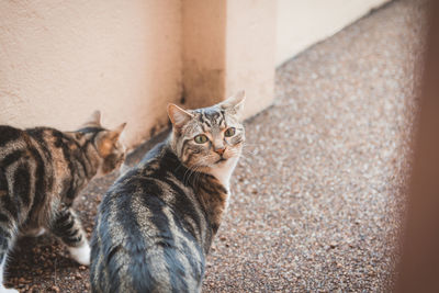 Close-up portrait of tabby cat