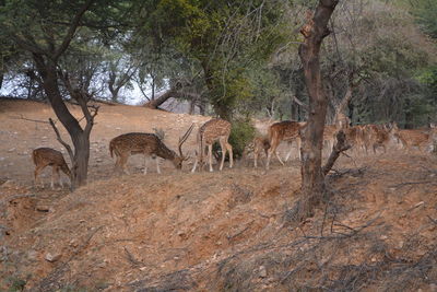 Giraffe in a forest