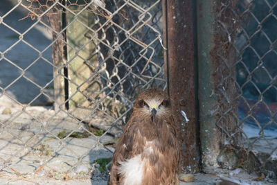 Close-up of bird on chainlink fence