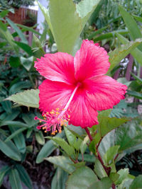 Close-up of pink flowering plant