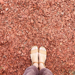 Low section of person standing on dry leaves