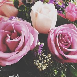 Close-up of pink rose