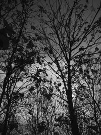 Low angle view of silhouette tree against sky