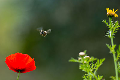Close-up of bee pollinating on red flower