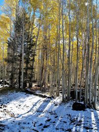 Trees in forest during winter