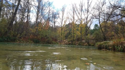 Scenic view of lake in forest against sky