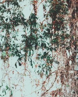 Full frame shot of ivy on tree