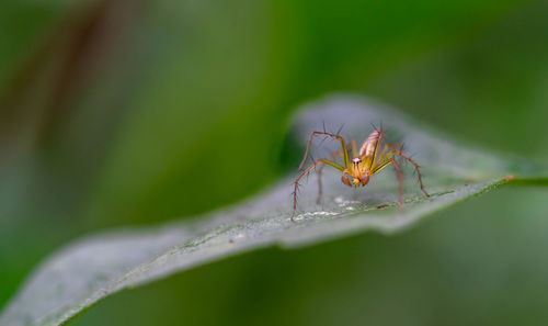 Close-up of spider on leaf