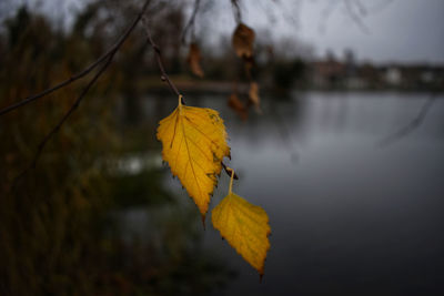 Close-up of yellow leaves against blurred background