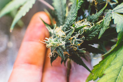 Close-up of hand holding medical cannabis