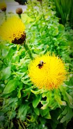 Close-up of bee pollinating on yellow flower
