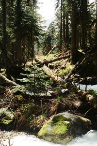 Trees growing in forest