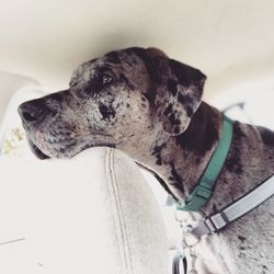 Close-up of a dog looking away