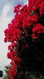 Low angle view of red flowers on tree