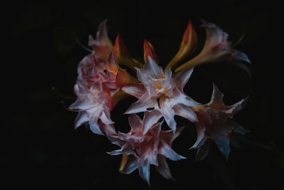 Close-up of orange rose flower against black background