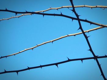 Low angle view of branch against blue sky