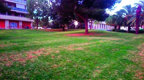 Trees on grassy field in park