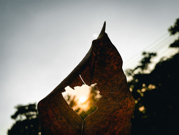 Low angle view of autumn leaf against sky