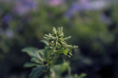 Close-up of flowering plant