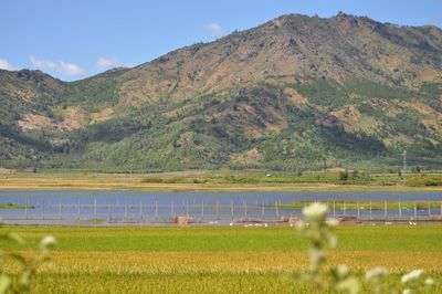 Scenic view of field against mountains