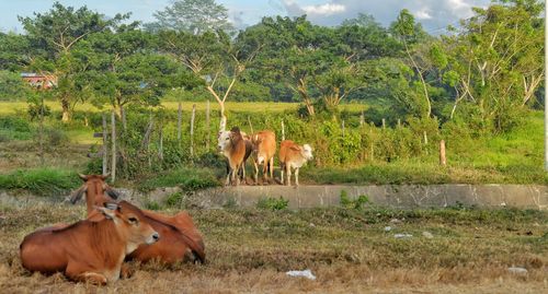 Horse grazing on grassy field