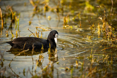 Side view of a duck swimming in lake
