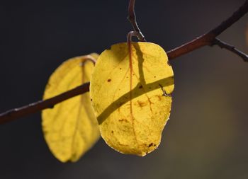 Close-up of yellow leaf hanging on tree