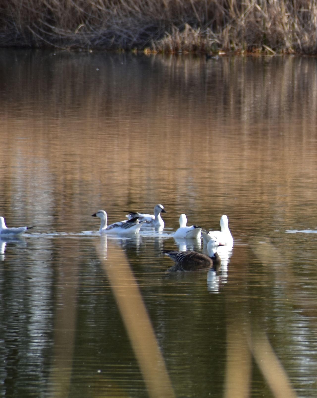 Blue goose