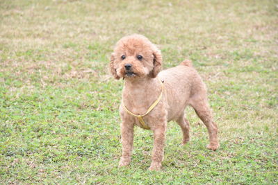 Portrait of puppy on grass