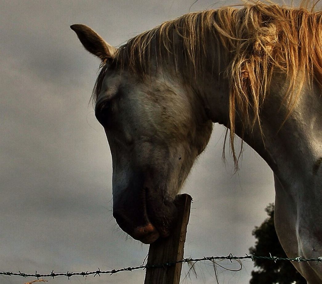 animal themes, one animal, sky, horse, low angle view, animals in the wild, wildlife, nature, bird, mammal, mountain, outdoors, side view, no people, day, tranquility, bare tree, beauty in nature, livestock, clear sky