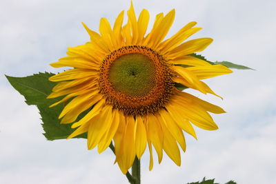 Close-up of sunflower against sky