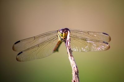 Close-up of dragonfly on twig