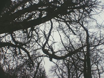 Low angle view of bare trees against sky