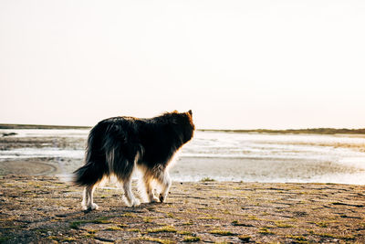 Full length of a dog on beach