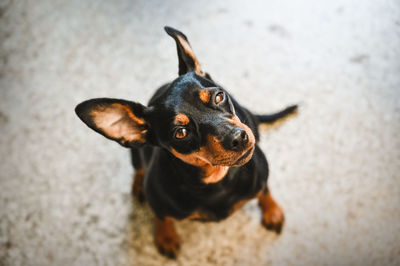 High angle view of dog looking up