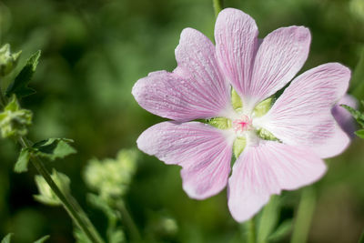 Pink flowers in the garden. green background