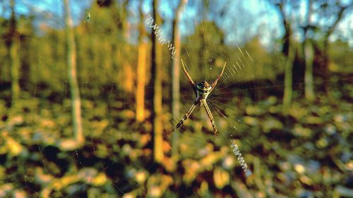 Close-up of spider on web