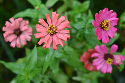 Close-up of pink flowers